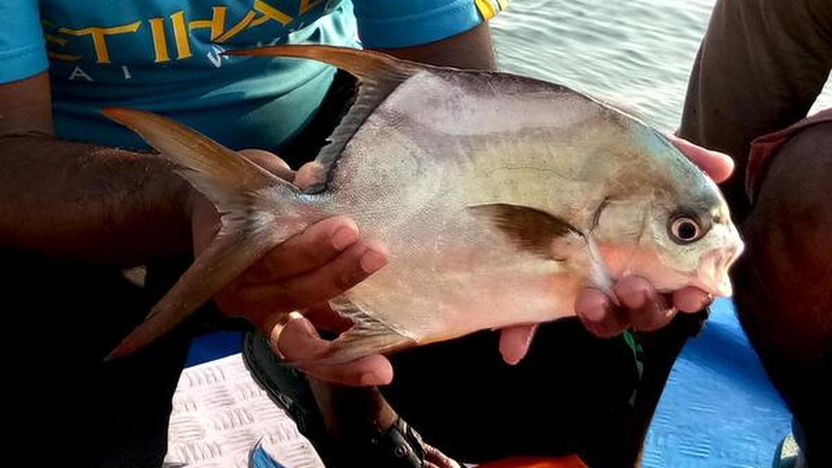 Prized fish spawned naturally The Hindu